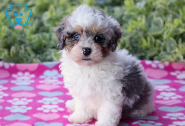 Sweet tri-color Havapoo puppy with blue eyes and a fluffy white, gray, and tan coat sitting upright on a pink paw-print blanket, with green foliage softly blurred in the background. image