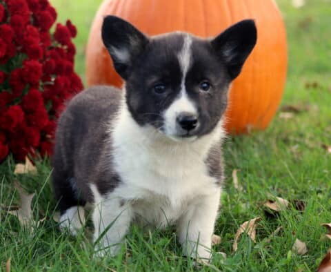 Bugsy Corgi