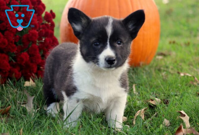 Bugsy Corgi image