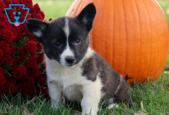 Bugsy Corgi2 image