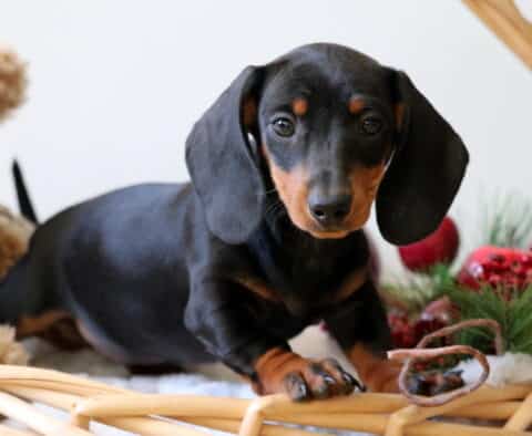 Bugsy Mini Dachshund2 Bugsy Mini Dachshund2