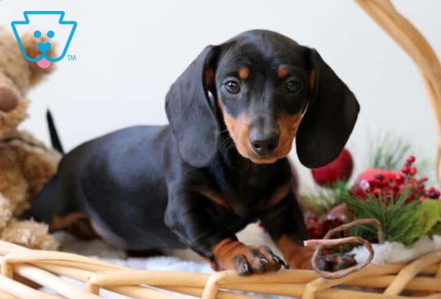 Bugsy Mini Dachshund2 image