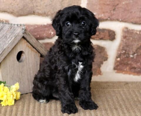 Buster Cavapoo