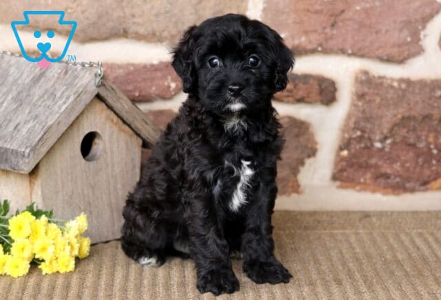 Buster Cavapoo image