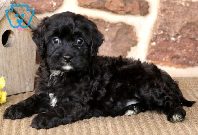 Buster Cavapoo2 image