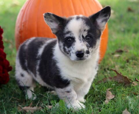 Buster Corgi