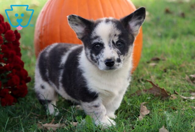 Buster Corgi image