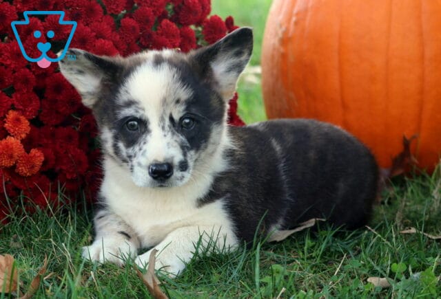 Buster Corgi2 image