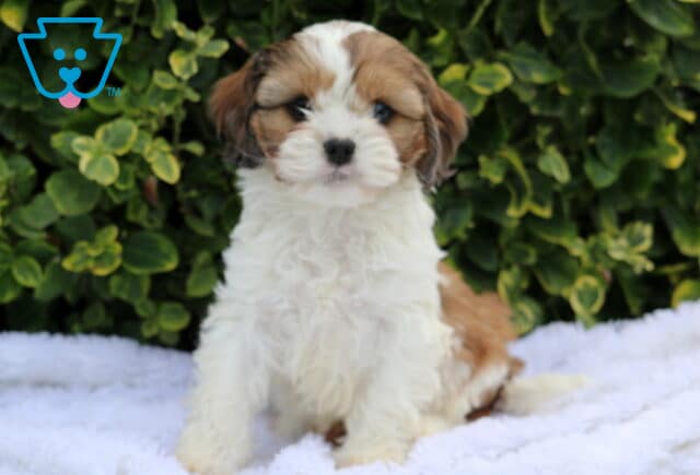 Buttercup Cava Tzu image