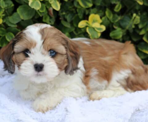 Buttercup Cava Tzu2