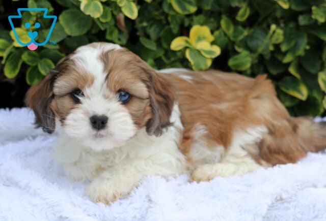 Buttercup Cava Tzu2 image