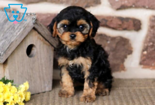Buttons Cavapoo image