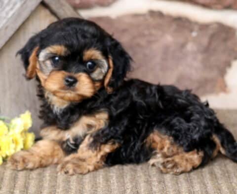Buttons Cavapoo2