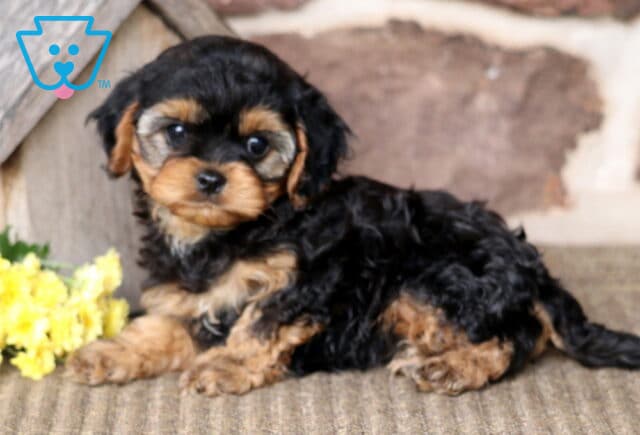 Buttons Cavapoo2 image