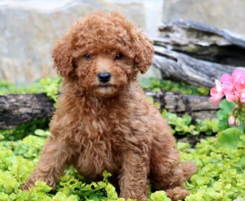 Cale Mini Labradoodle
