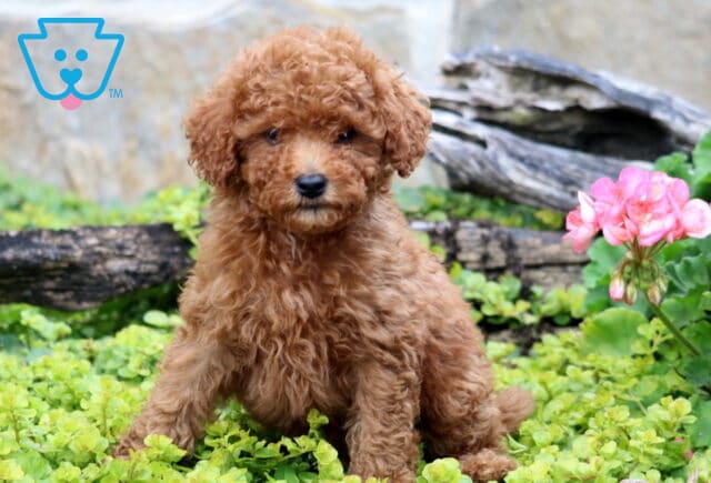 Cale Mini Labradoodle image