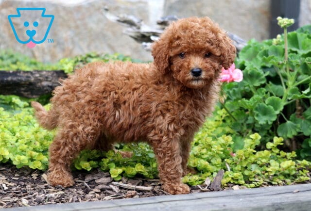 Cale Mini Labradoodle2 image