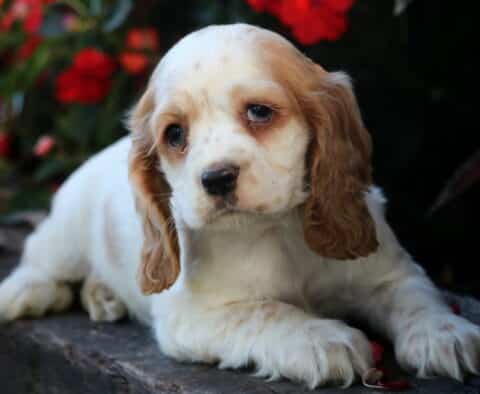 Gentle Cocker Spaniel puppy with long tan ears and white fur resting on a stone ledge surrounded by bright red flowers.