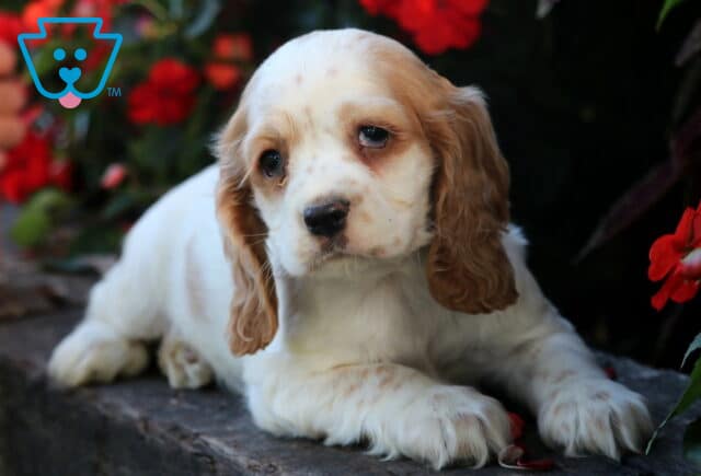 Gentle Cocker Spaniel puppy with long tan ears and white fur resting on a stone ledge surrounded by bright red flowers. image