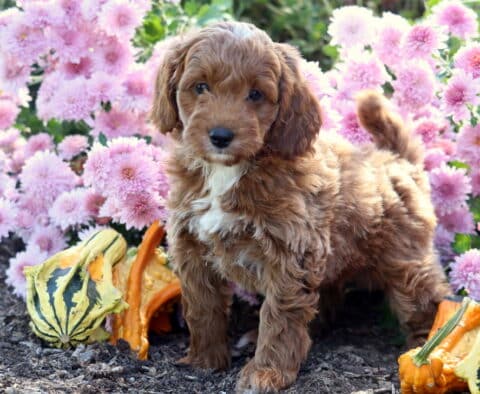 Adorable Mini Goldendoodle puppy with a soft wavy apricot coat and white chest marking standing on mulch beside colorful gourds, with bright pink flowers blooming in the background.