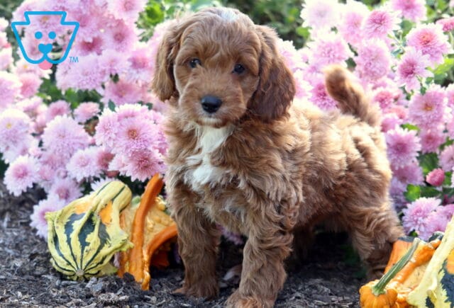 Adorable Mini Goldendoodle puppy with a soft wavy apricot coat and white chest marking standing on mulch beside colorful gourds, with bright pink flowers blooming in the background. image