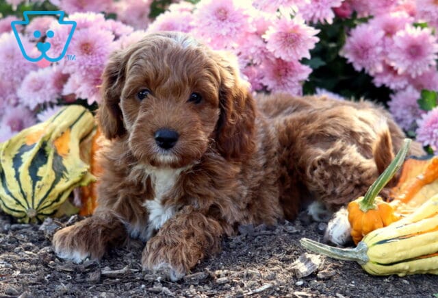 Cute Mini Goldendoodle puppy with a fluffy apricot coat and white chest patch lying on mulch beside colorful gourds, surrounded by bright pink flowers in full bloom. image