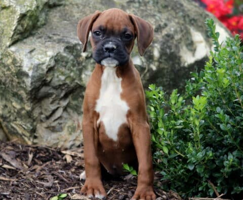 Brown Boxer puppy with a black muzzle and white chest patch sitting upright on mulch, framed by green shrubs and a large rock.