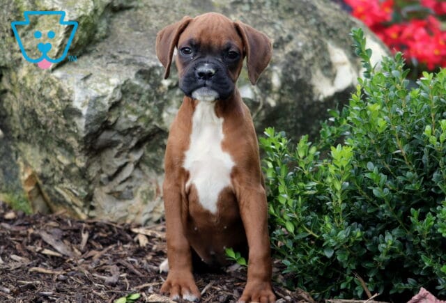Brown Boxer puppy with a black muzzle and white chest patch sitting upright on mulch, framed by green shrubs and a large rock. image