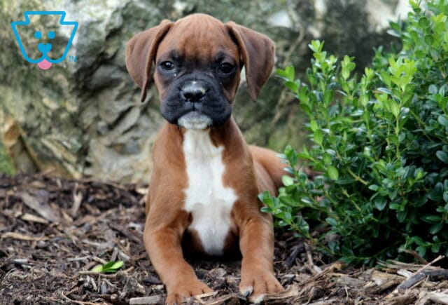 Boxer puppy with a sleek brown coat and white chest lying on mulch, front paws forward, with bright green shrubs beside it. image
