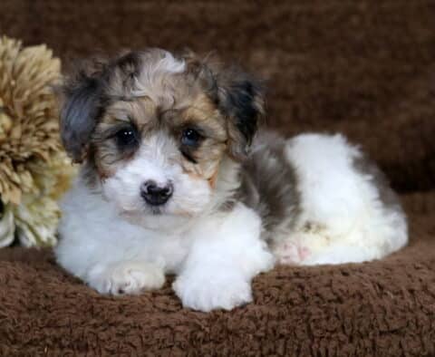 Cara Havapoo2 Cara Havapoo2