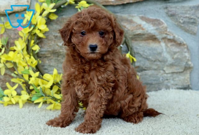 Cara Poodle Mix image