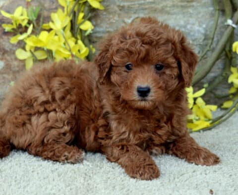 Cara Poodle Mix2 Cara Poodle Mix2