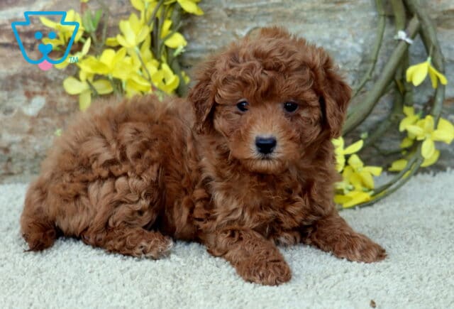 Cara Poodle Mix2 image