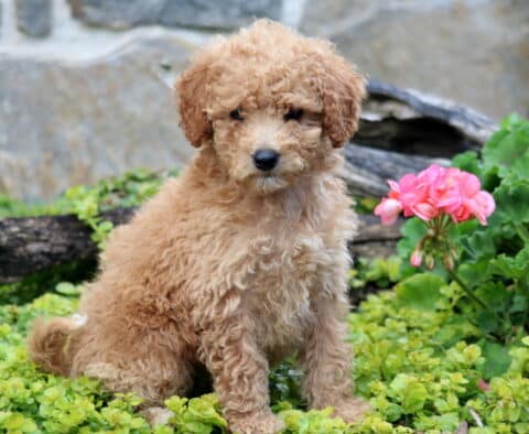 Carey Mini Labradoodle