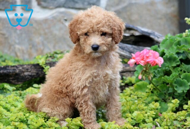 Carey Mini Labradoodle image