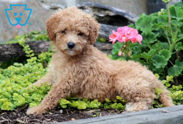 Carey Mini Labradoodle2 image