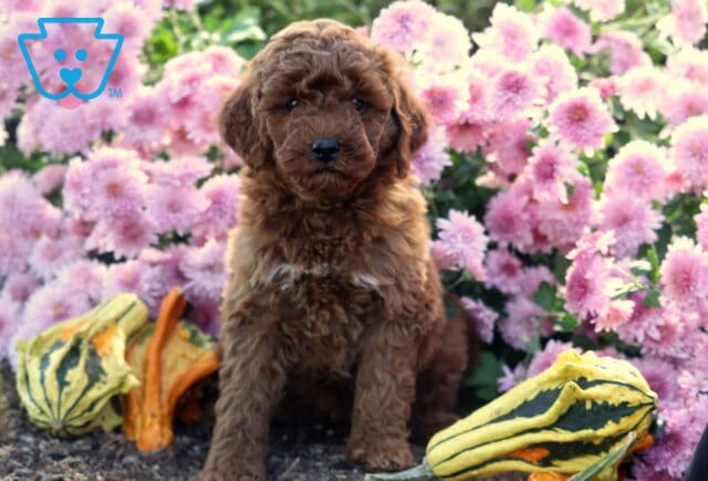 Sweet Mini Goldendoodle puppy with a curly dark apricot coat and a tiny white spot on the chest sitting among pink flowers and colorful fall gourds on a garden bed. image
