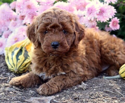 Adorable Mini Goldendoodle puppy with a rich apricot curly coat lying on mulch among colorful gourds, with pink flowers blooming beautifully in the background.