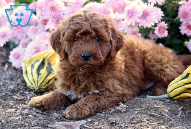 Adorable Mini Goldendoodle puppy with a rich apricot curly coat lying on mulch among colorful gourds, with pink flowers blooming beautifully in the background. image