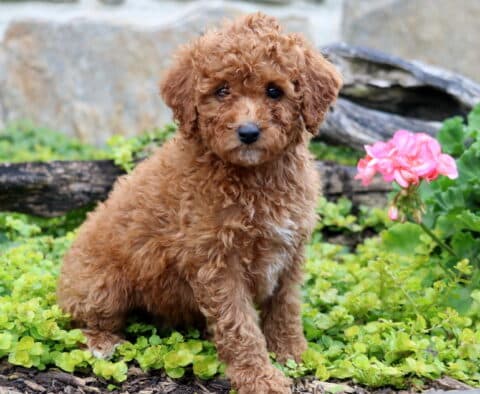 Carmel Mini Labradoodle