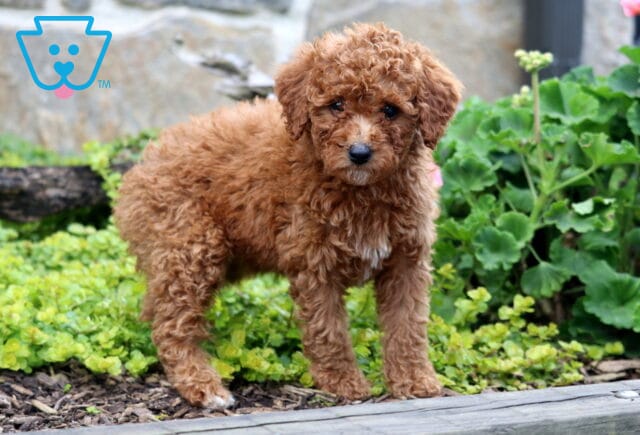 Carmel Mini Labradoodle2 image