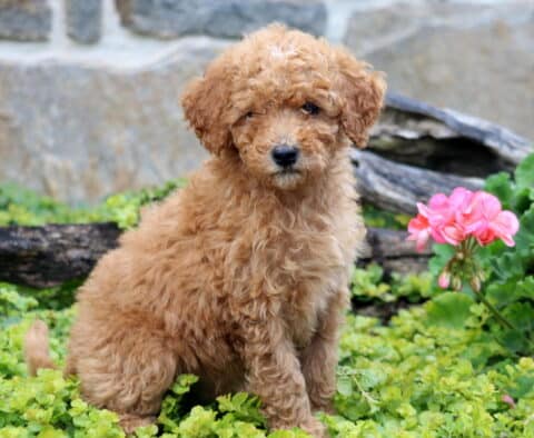 Cash Mini Labradoodle