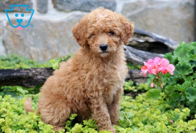 Cash Mini Labradoodle image