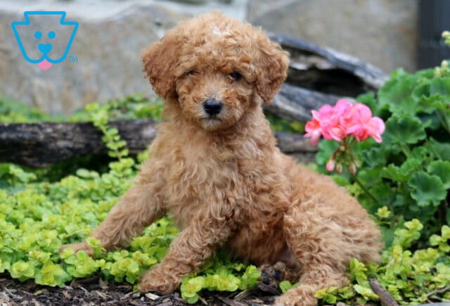 Cash Mini Labradoodle2 image