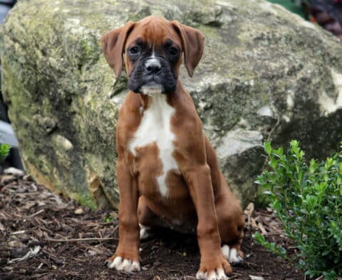 Adorable Boxer puppy with a brown coat and white chest patch sitting on mulch in front of a large rock and greenery.
