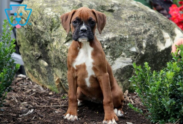 Adorable Boxer puppy with a brown coat and white chest patch sitting on mulch in front of a large rock and greenery. image