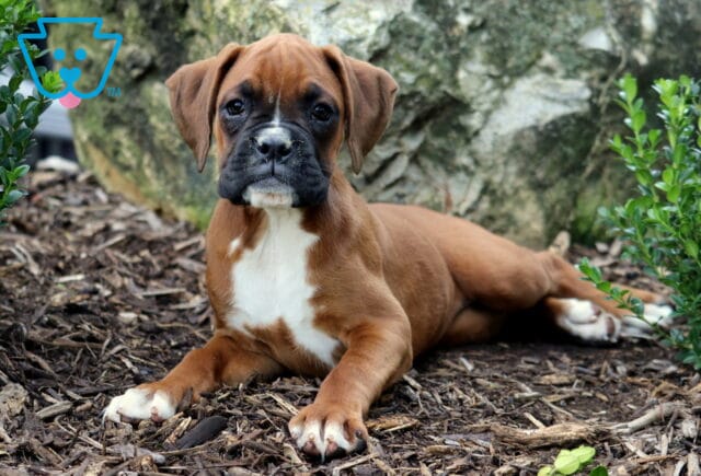 Brown Boxer puppy with a white chest marking laying on mulch, front paws stretched forward, looking alert with greenery and a rock behind. image