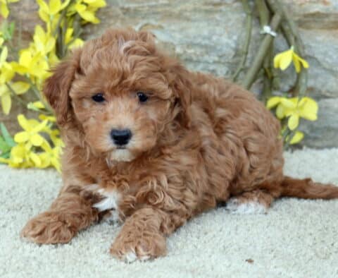 Cassidy Poodle Mix Cassidy Poodle Mix