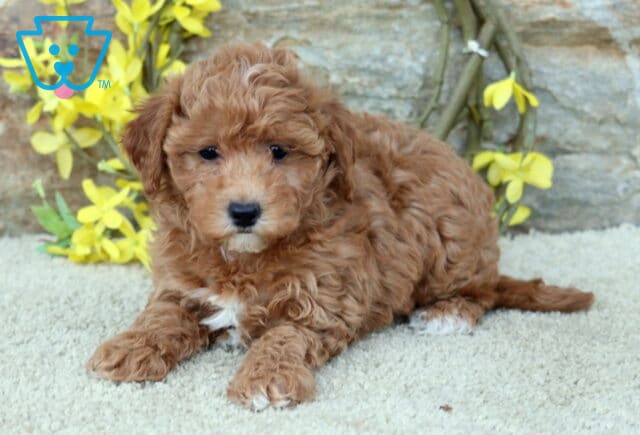 Cassidy Poodle Mix image