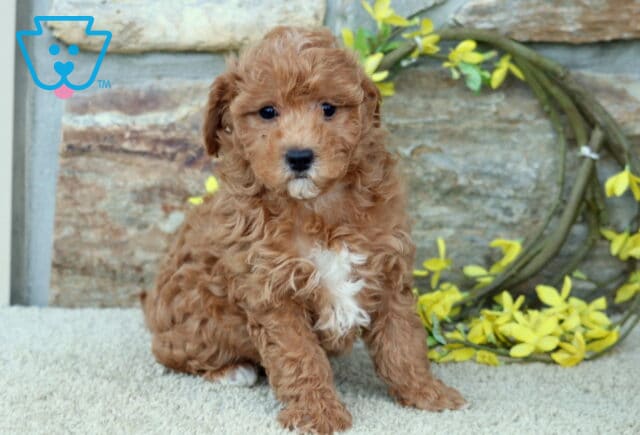 Cassidy Poodle Mix2 image